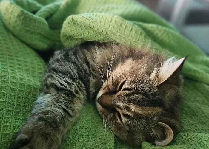 Soulnest Light Bedroom And Shared Bathroom